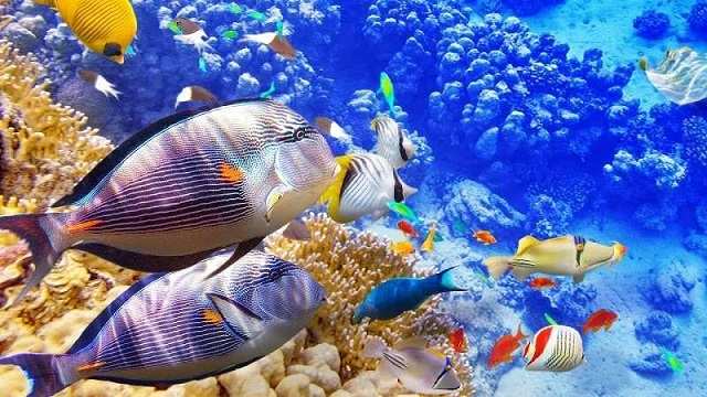 Nằm ngủ mơ thấy cá báo hiệu nhiều điều ý nghĩa