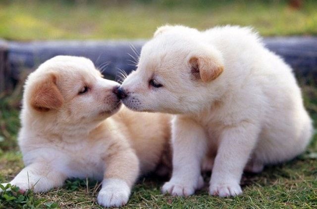 Mơ nhìn thấy các chú chó con thường báo hiệu điềm lành