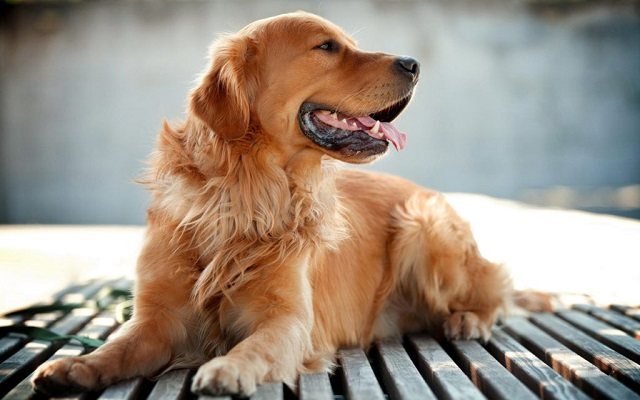 Chiêm bao thấy chó để thể hiện sự may mắn sắp đến với bạn