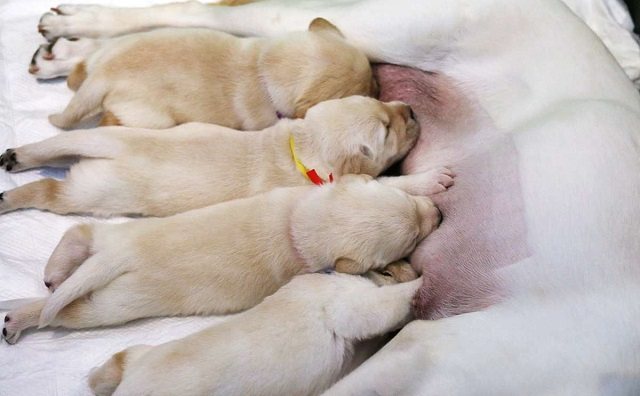 Loài chó có ý nghĩa rất đặc biệt đối với tâm linh, đời sống con người
