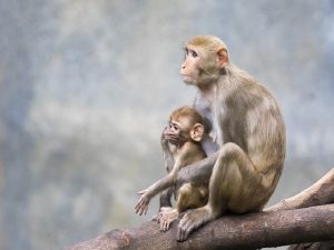 Khỉ mang ý nghĩa phong thủy gì?