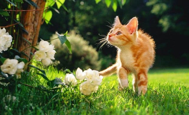 Nằm mơ thấy con mèo đánh số mấy?