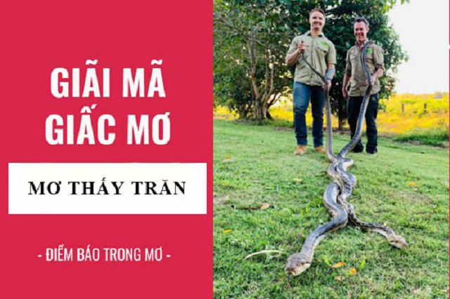 Mơ thấy con trăn đánh con gì? Giải mã giấc mơ thấy con trăn