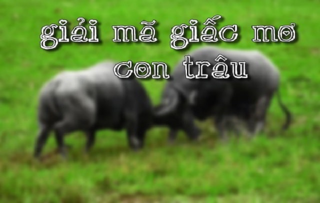 Mơ thấy con trâu đánh con gì? Giải mã giấc mơ thấy con trâu