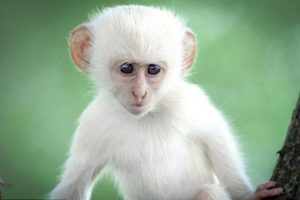 Mơ thấy con khỉ đánh đề con gì để đổi vận?