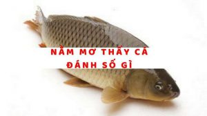 Ý nghĩa giấc mơ thấy bắt cá