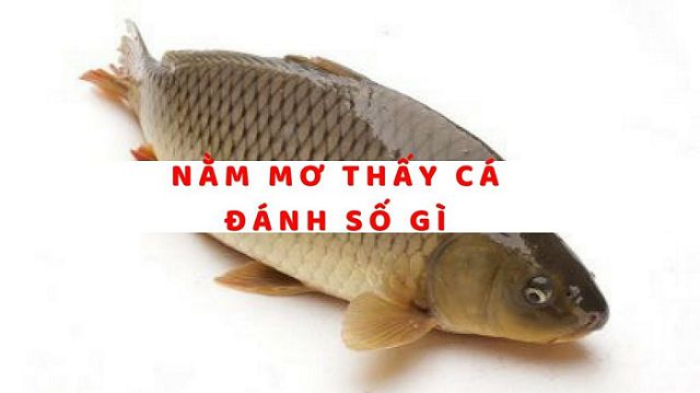 Ý nghĩa giấc mơ thấy bắt cá