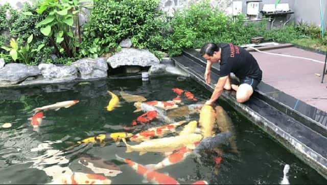 Giải mã giấc mơ thấy ao cá có ý nghĩa gì
