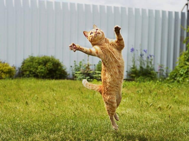Mèo mang ý nghĩa gì trong phong thủy