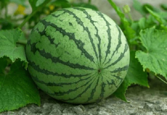 Mơ thấy dưa hấu đánh đề con gì?
