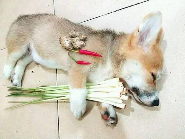 Ăn thịt chó là cách giải đen được nhiều lô thủ áp dụng