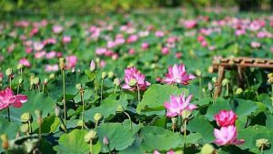 Chiêm bao thấy hoa sen thường báo hiệu giấc mơ tốt lành