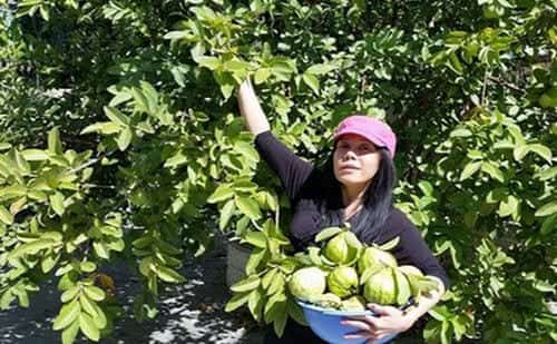 Nằm mơ thấy hái ổi báo hiệu điềm lành hay dữ? Đánh con gì?