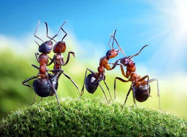 Mơ thấy đàn kiến đen báo hiệu việc làm ăn thuận lợi