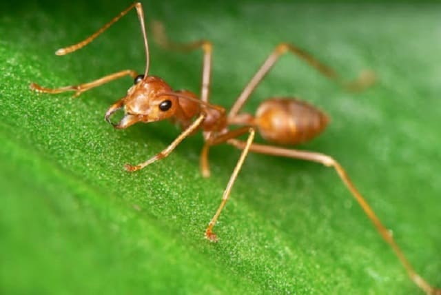 Mơ thấy kiến vàng báo hiệu bạn có cuộc sống no đủ