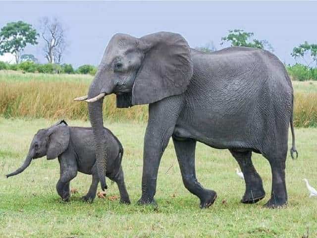 Giấc mơ nhìn thấy voi báo hiệu nhiều con số may mắn