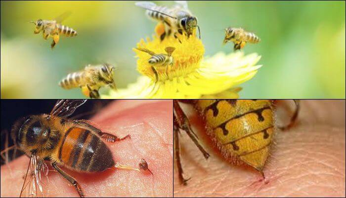 Mỗi giấc mơ nhìn thấy con ong đều ẩn chứa nhiều con số đẹp