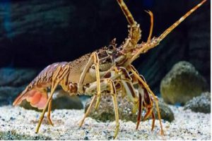 Mỗi giấc mơ về tôm đều ẩn chứa những con số khác nhau