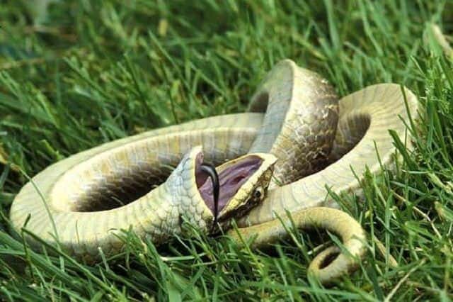 Ngủ mơ nhìn thấy giết rắn báo hiệu nhiều điều đặc biệt