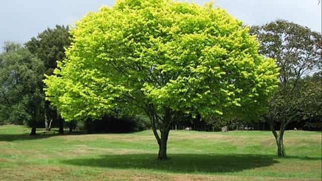 Chiêm bao thấy mình dưới gốc cây báo hiệu bạn cần được nghỉ ngơi