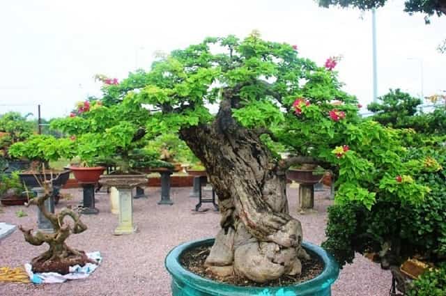 Chiêm bao nhìn thấy cây cối ẩn chứa nhiều con số đặc biệt