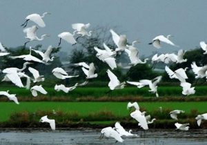 Chiêm bao thấy con cò mang nhiều ý nghĩa đặc biệt