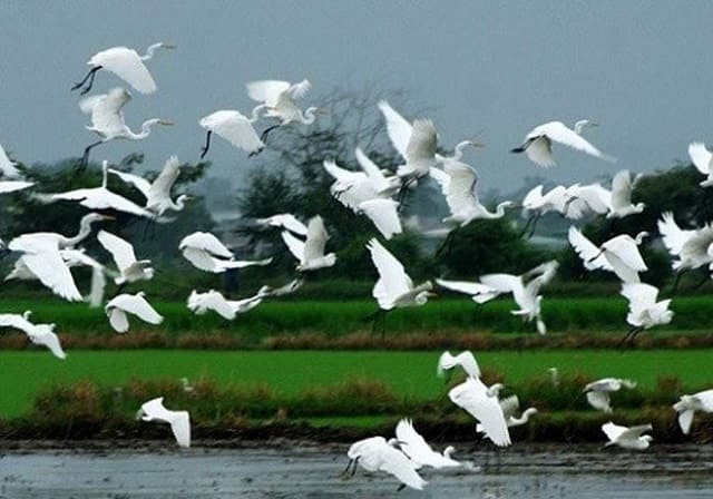 Chiêm bao thấy con cò mang nhiều ý nghĩa đặc biệt