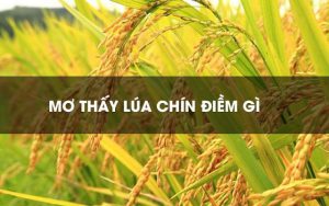 Mỗi chiêm bao về lúa đều ẩn chứa con số may mắn