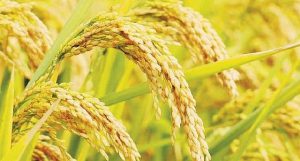 Chiêm bao thấy lúa chín thường là giấc mơ tốt