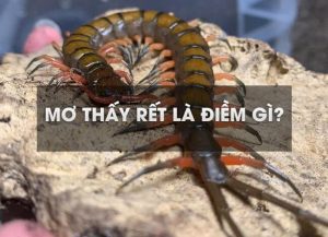 Đánh ngay những số này khi mơ thấy rít