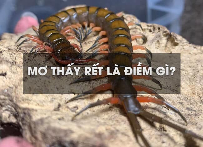 Đánh ngay những số này khi mơ thấy rít