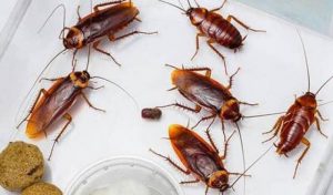 Chiêm bao thấy gián báo hiệu nhiều ý nghĩa khác nhau