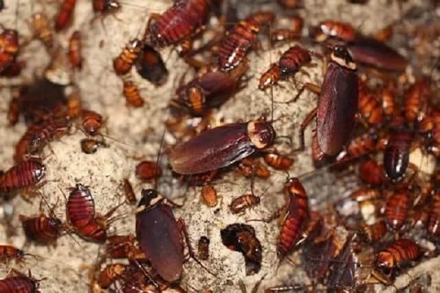 Mỗi chiêm bao thấy gián đều ẩn chứa con số khác nhau