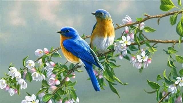 Chiêm bao thấy con chim đậu trên tay báo hiệu điềm lành