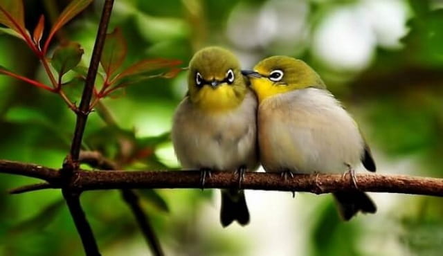 Mơ thấy chim thường mang đến nhiều con số đặc biệt