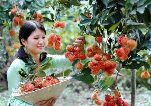 Mỗi giấc mơ liên quan tới trái cây đều ẩn chứa con số đặc biệt