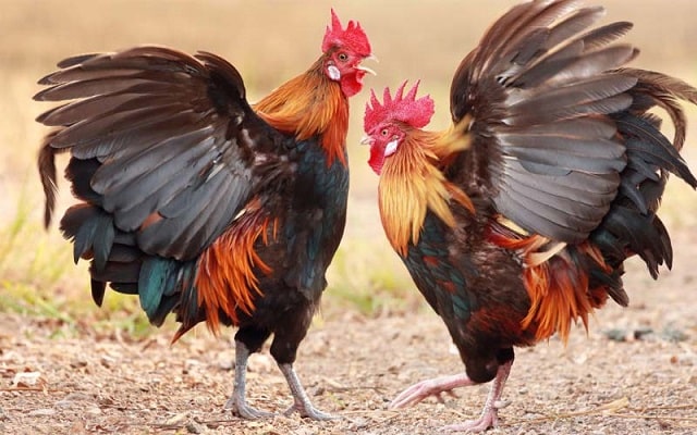Mỗi chiêm bao về gà trống đều đi kèm với con số may mắn