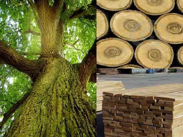 Giải mã mơ thấy gỗ đánh con gì? mang ý nghĩa thế nào?