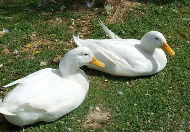 Mơ thấy vịt lành hay dữ? Mơ thấy con vịt đánh gì may mắn?