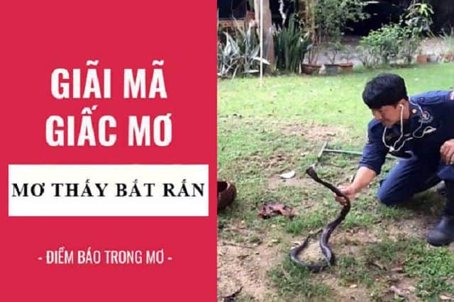 Mơ thấy bắt rắn đánh đề con gì? Giải mã giấc mơ thấy bắt rắn