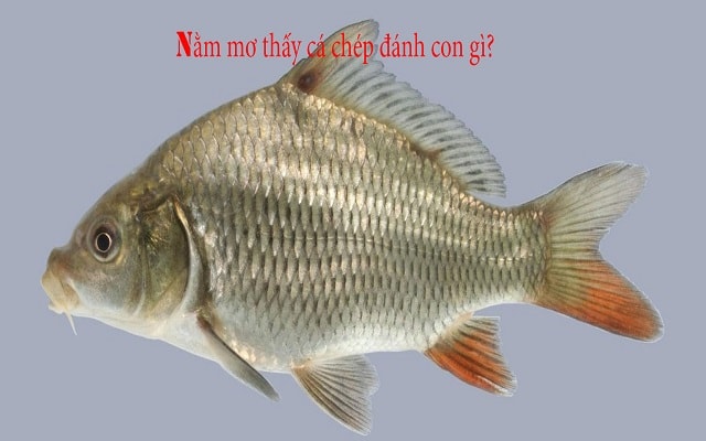 Mơ thấy cá chép đánh số mấy? Ý nghĩa điềm báo gì?