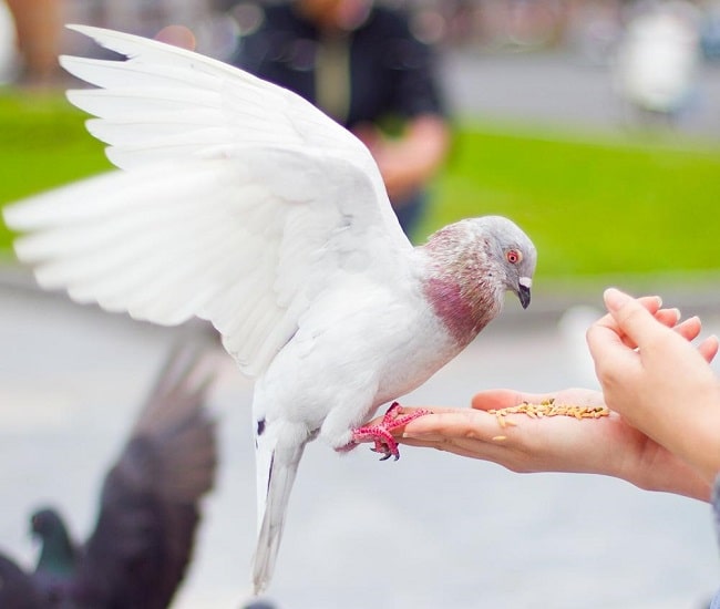 Giải mã giấc mơ thấy chim bồ câu chi tiết nhất
