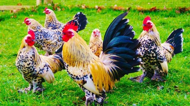 Mơ thấy con gà điềm lành hay dữ? Đánh đề con gì may mắn