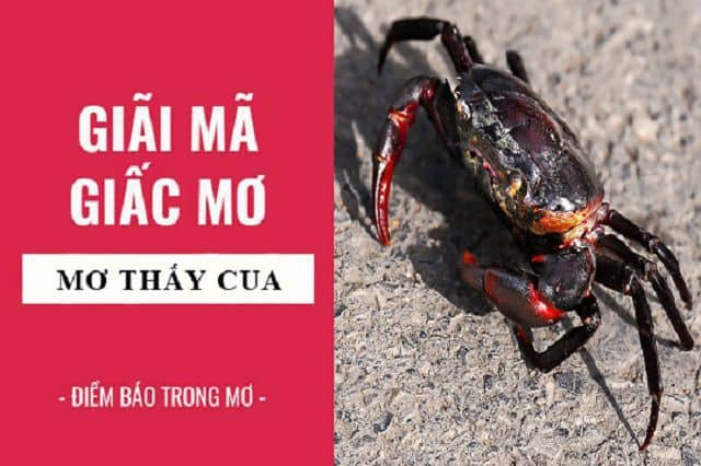 Giải mã giấc mơ thấy con cua, mơ thấy cua đánh con gì?