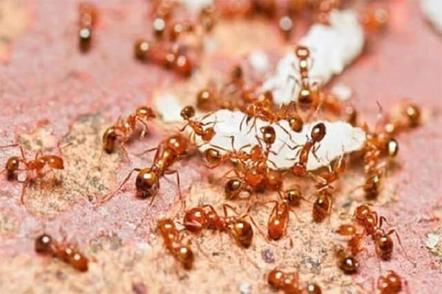 Mơ thấy kiến báo hiệu điềm gì? Đánh con gì may mắn?