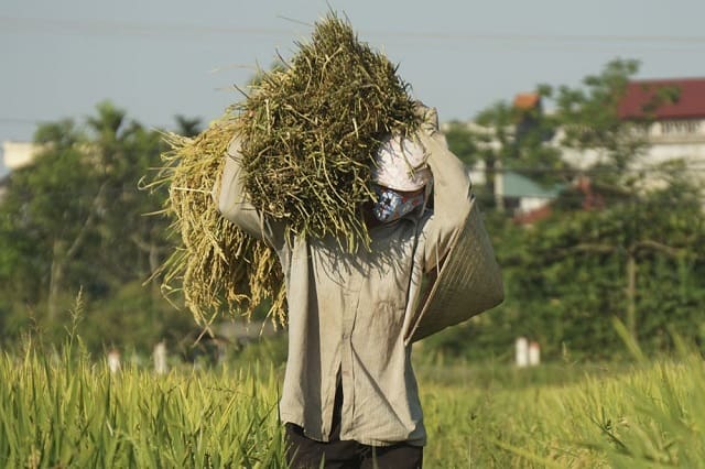 Nằm mơ thấy lúa đánh con gì? có ý nghĩa như thế nào?