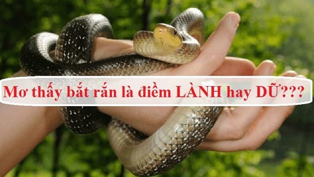 Nằm mơ thấy bắt rắn tốt hay xấu? đánh con gì ăn chắc
