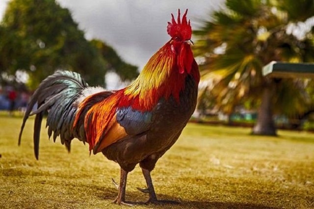 Nằm mơ thấy gà trống mang điềm gì? Đánh con gì ăn chắc?