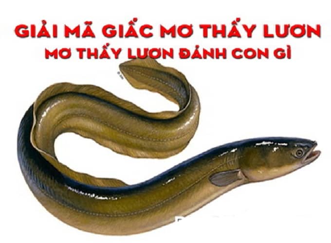 Nằm mơ thấy lươn đánh con gì và ý nghĩa của mộng thấy lươn