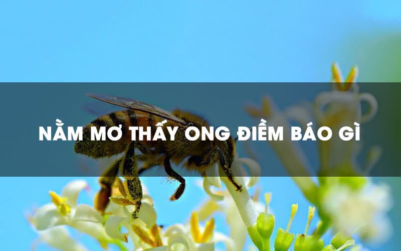 Nằm mơ thấy ong đánh con gì ăn tiền? Giấc mơ xấu hay tốt?